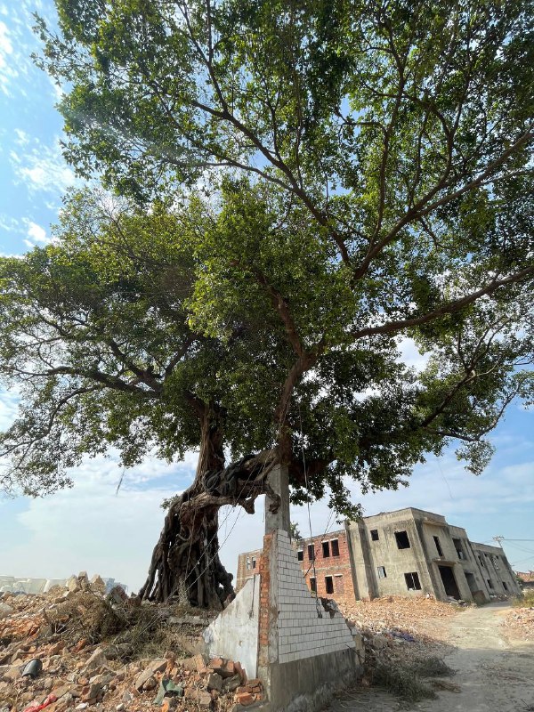 厦门城市废墟探索：一片村庄废墟级别：丙；难度：丁