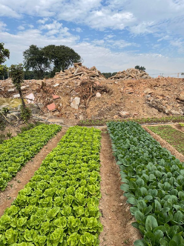 厦门城市废墟探索：一片村庄废墟级别：丙；难度：丁
